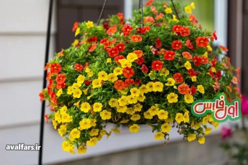 گل اطلسی کالیبرهوآ یا میلیون زنگ