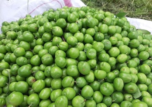 فرق گوجه سبز و آلوچه ، دلیل خوردن گوجه سبز و کسانی که نباید گوجه سبز بخورند