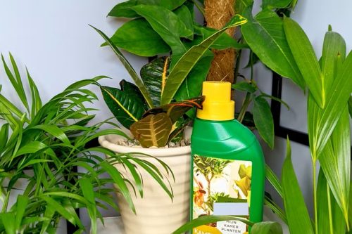 houseplant fertilizer