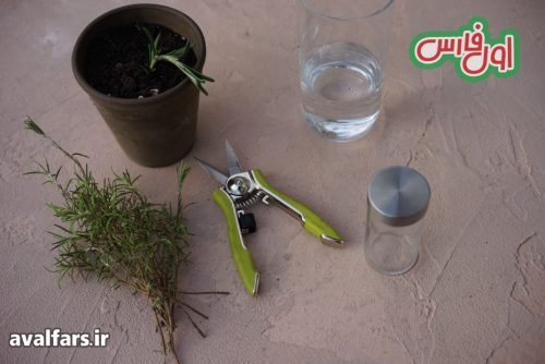 تکثیر و کاشت رزاری 1