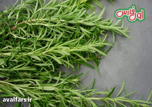 تکثیر و کاشت رزاری 3
