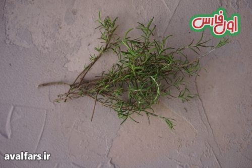 تکثیر و کاشت رزاری 4