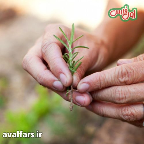 تکثیر و کاشت رزاری 5