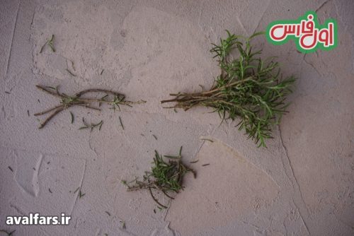 تکثیر و کاشت رزاری 6