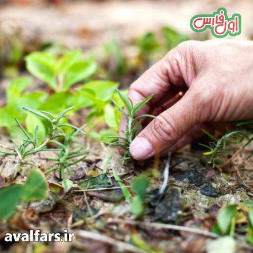 تکثیر و کاشت رزاری 8