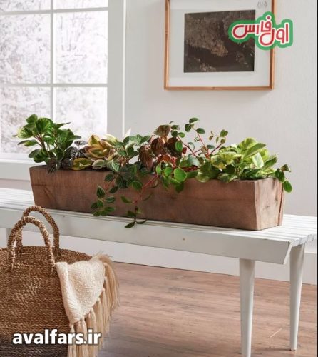 Peperomia