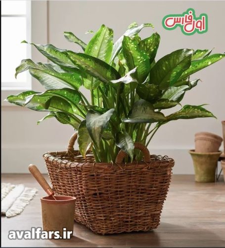 دیفن باخیا