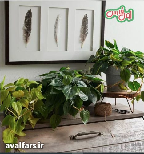 فیلودندرون