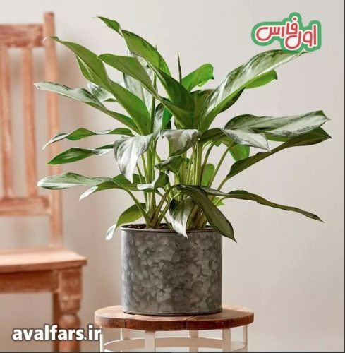 همیشه سبز چینی