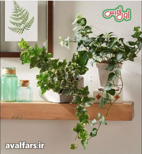 پیچک انگلیسی