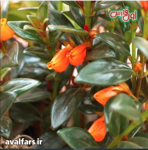 کلومنه آ