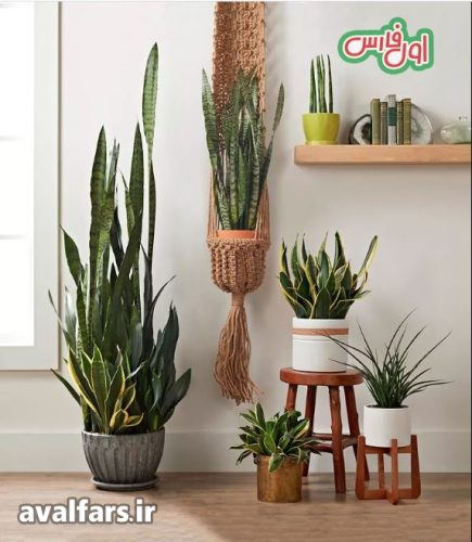 گیاه مار
