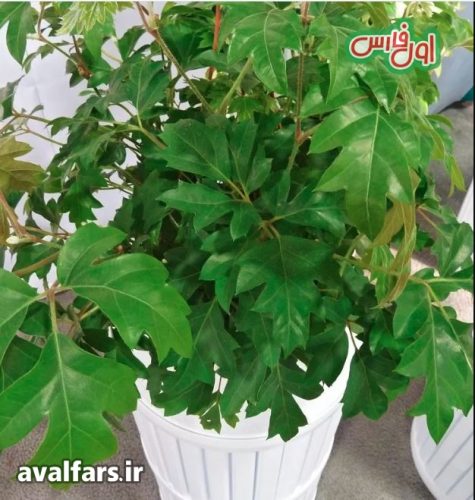یچک انگور Grape Ivy