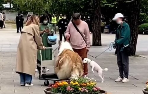 این کار او توجه زیادی را در فضای مجازی به او جلب کرده است مردی اهل ژاپن، که با تغییری هزاران پوندی خودش را به شکل سگ درآورد، برای نخستین بار با ظاهر جدید جلوی دوربین صحبت کرد. توکو، شخصیت جدید سگ‌مانند این مرد، در دو سال گذشته بیش از ۱۲ هزار و ۴۸۰ پوند برای این تغییرشکل هزینه کرده است.