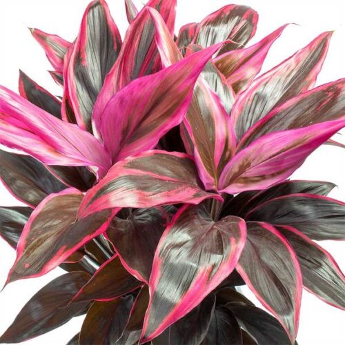 Cordyline Leaves