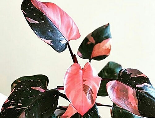 philodendron pink princess 04 e1693763376489