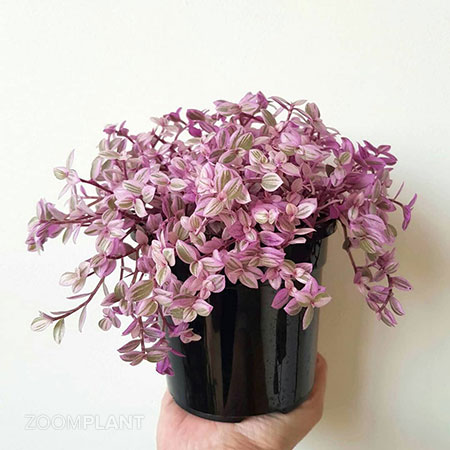 pinklatr07