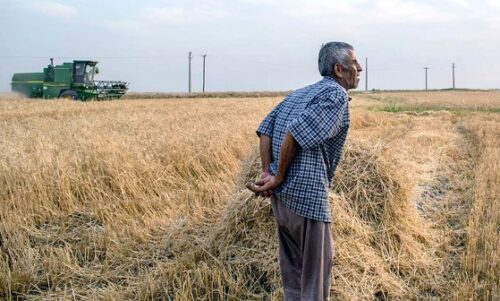 پول کشاورزان وعده جدید جهادکشاورزی برای پرداخت مطالبات گندمکاران به ستوه آمده