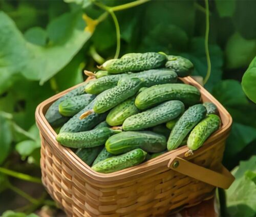 رفع ترک پوستی در دوران بارداری