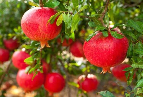 10 گروه افراد که نباید انار بخورند 2 انار