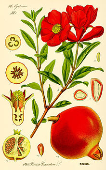 درخت انار