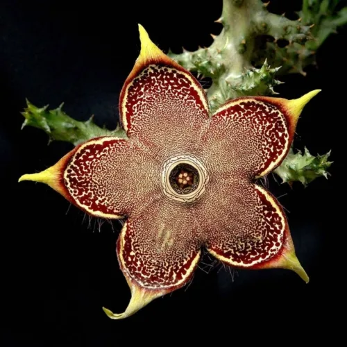 The Persian Carpet Flower is a stunning succulent native to Africa, known for its beauty and uniqueness!
