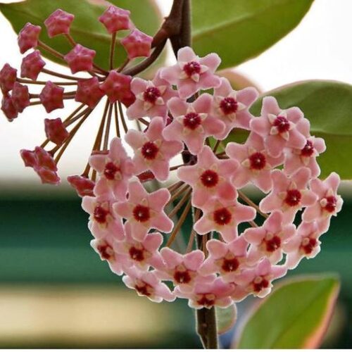 شرایط نگهداری گیاه هویا