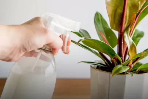خواص شیر برای گیاه آپارتمانی