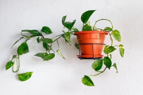 خواص شیر برای گیاه