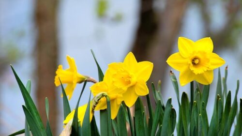 Daffodilsگل نرگس