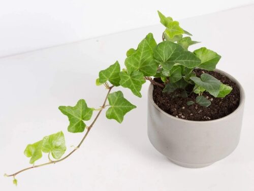 English ivyگیاه پاپیتال یا عَشَقه