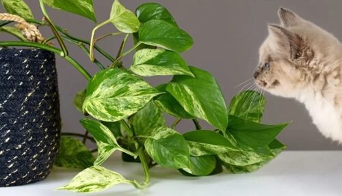 لیست 21 گیاه زیبا آپارتمانی که برای حیوانات خانگی خطرناک هستند+عکس 1 Houseplants That Are Toxic to Cats