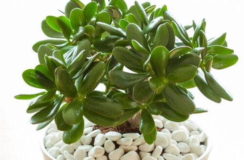Jade plantsگیاه یشم یا کراسولا