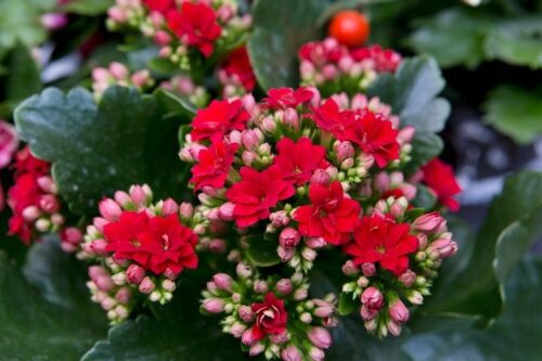 Kalanchoe کالانکوئه