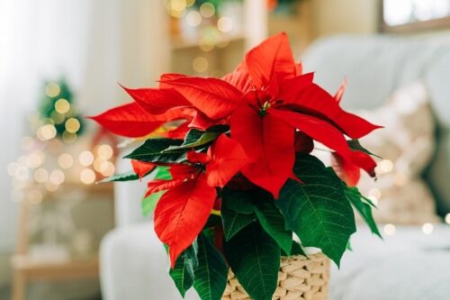 Poinsettiaسرخ‌برگه یا بنت قنسول