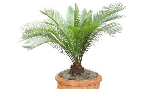 Sago Palmنخل ساگو