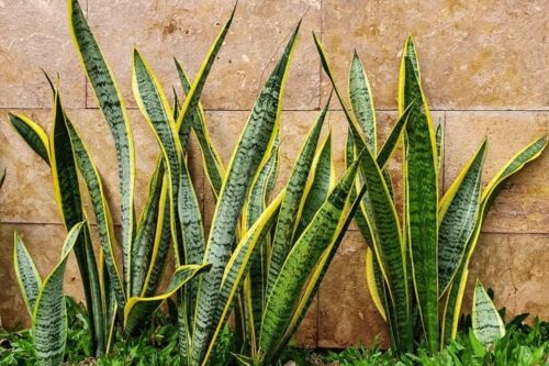Snake Plantسانسوریا یا زبان مادرشوهر