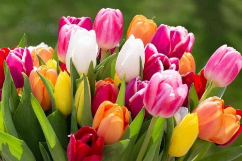 Tulipsگل لاله