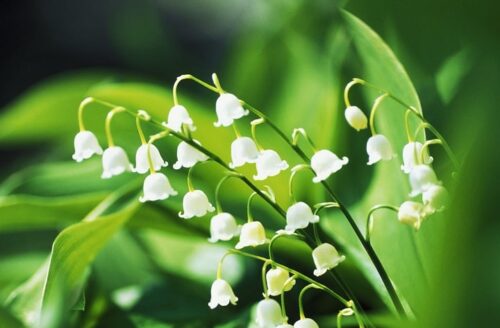lily of the valley گیاه موگه یا زنبق دره