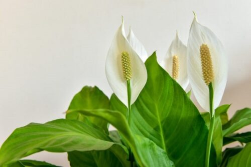 گل چمچه‌ای یا اسپاتی فیلوم