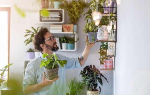 گُل و گیاهان آپارتمانی 2