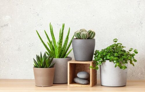 گُل و گیاهان آپارتمانی 3