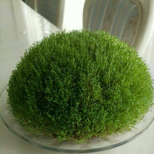 سبزه خاکشیر