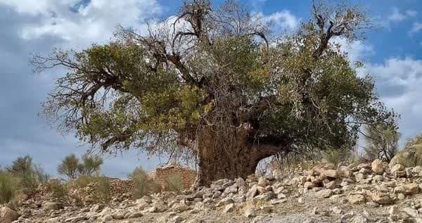 بزرگترین درخت بنه کشور