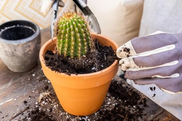 نکات تعویض خاک کاکتوس