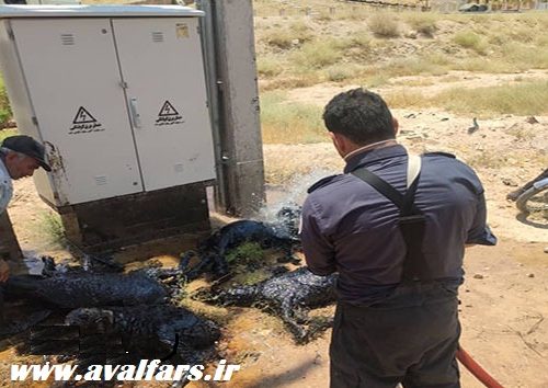 گودال مرگ در جاده سروستان گله گوسفندان را بلعید+تصاویر