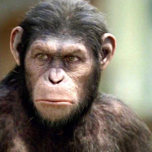موفقیت دانشمندان ” چینی – آمریکایی ” در خلق جنین ترکیبی انسان-میمون