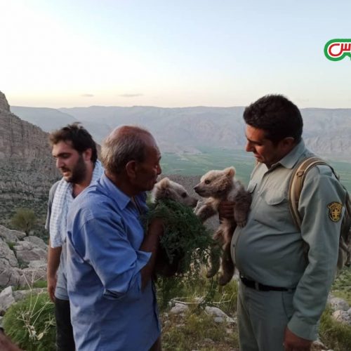 ماجرای دو توله خرس سرگردان در ارتفاعات مرودشت