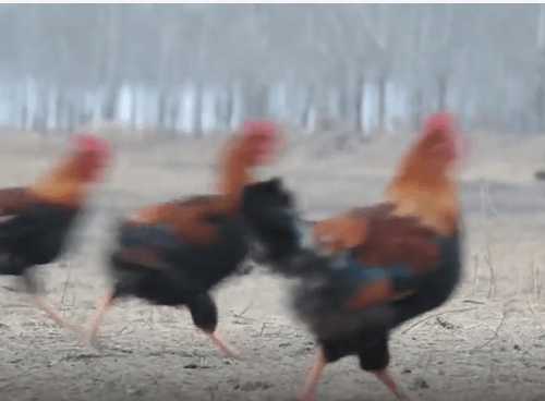 جنجال مردی با هفتاد هزار مرغ و خروس+ویدئو