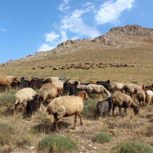 عصر قلم چهار محال و بختیاری نوشت :چشمتان روشن؛ خرید کارخانه ورشکسته با پول مردم